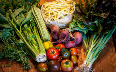 Biogemüse aus der Stadt? Ja, klar!